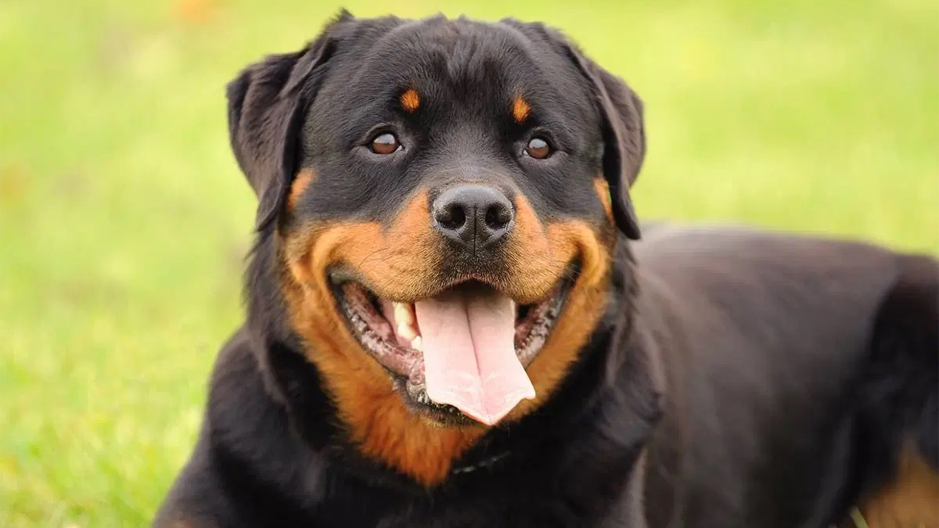 Man Shot by His Dog While Lying in Bed With Woman